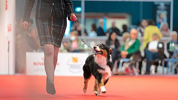 EN FAMILLE - 1.400 chiens vous attendent avec impatience à Ficoba